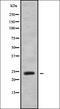 Hematopoietically-expressed homeobox protein HHEX antibody, orb336888, Biorbyt, Western Blot image 