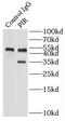 Pirin antibody, FNab06468, FineTest, Immunoprecipitation image 