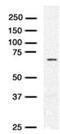 RAD54 Like antibody, NBP1-41218, Novus Biologicals, Western Blot image 