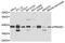 Protein Kinase AMP-Activated Non-Catalytic Subunit Beta 1 antibody, abx136109, Abbexa, Western Blot image 