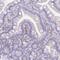 Ssu-2 Homolog antibody, PA5-62042, Invitrogen Antibodies, Immunohistochemistry frozen image 