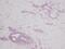 Sl antibody, AHP1210, Bio-Rad (formerly AbD Serotec) , Western Blot image 