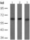 3-Phosphoinositide Dependent Protein Kinase 1 antibody, TA324250, Origene, Western Blot image 