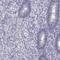 Dual Specificity Phosphatase 15 antibody, HPA076649, Atlas Antibodies, Immunohistochemistry frozen image 