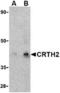 CD294 antibody, TA306388, Origene, Western Blot image 