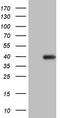 ERCC Excision Repair 1, Endonuclease Non-Catalytic Subunit antibody, TA805668, Origene, Western Blot image 