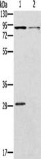 Cyclic Nucleotide Gated Channel Alpha 3 antibody, orb518758, Biorbyt, Western Blot image 