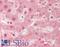 Prolyl Endopeptidase antibody, LS-B11959, Lifespan Biosciences, Immunohistochemistry paraffin image 