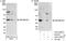 Zinc Finger RANBP2-Type Containing 2 antibody, A301-030A, Bethyl Labs, Immunoprecipitation image 