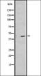 IGF Like Family Member 3 antibody, orb337773, Biorbyt, Western Blot image 