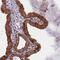 SEP antibody, NBP1-87782, Novus Biologicals, Immunohistochemistry frozen image 