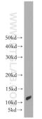 Acylphosphatase-2 antibody, 12302-1-AP, Proteintech Group, Western Blot image 