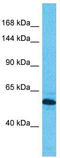 Ribosomal RNA-processing protein 44 antibody, TA343819, Origene, Western Blot image 