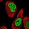 PSP1 antibody, NBP1-83801, Novus Biologicals, Immunofluorescence image 