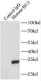 Histone H1.0 antibody, FNab03882, FineTest, Immunoprecipitation image 