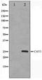 Caveolin 1 antibody, TA347350, Origene, Western Blot image 