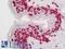 COMM Domain Containing 7 antibody, LS-B12368, Lifespan Biosciences, Immunohistochemistry paraffin image 