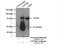 Sodium/potassium-transporting ATPase subunit beta-2 antibody, 22338-1-AP, Proteintech Group, Immunoprecipitation image 