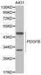 Platelet Derived Growth Factor Subunit B antibody, LS-B14260, Lifespan Biosciences, Western Blot image 