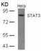 STAT3 antibody, AP02587PU-N, Origene, Western Blot image 
