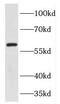Forkhead Box G1 antibody, FNab03195, FineTest, Western Blot image 