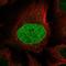 Calpain 8 antibody, HPA073939, Atlas Antibodies, Immunofluorescence image 