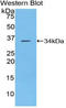 Protein Tyrosine Phosphatase Receptor Type J antibody, LS-C716954, Lifespan Biosciences, Western Blot image 