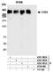 Chromodomain Helicase DNA Binding Protein 4 antibody, A700-066, Bethyl Labs, Immunoprecipitation image 