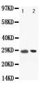 POU domain class 2-associating factor 1 antibody, PA1506, Boster Biological Technology, Western Blot image 