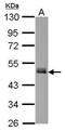 Family With Sequence Similarity 98 Member B antibody, GTX123738, GeneTex, Western Blot image 