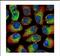 Calpain 1 antibody, NBP2-15670, Novus Biologicals, Immunocytochemistry image 