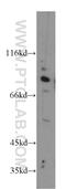 Cullin 2 antibody, 10981-2-AP, Proteintech Group, Western Blot image 