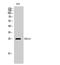 Killer Cell Lectin Like Receptor C4 antibody, STJ92118, St John