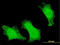 Forkhead Box O3 antibody, LS-C133209, Lifespan Biosciences, Immunofluorescence image 