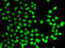 ELL Associated Factor 2 antibody, 22-716, ProSci, Immunofluorescence image 