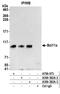 CTIP1 antibody, A300-382A, Bethyl Labs, Immunoprecipitation image 
