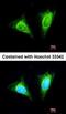 Killer Cell Lectin Like Receptor C1 antibody, orb73560, Biorbyt, Immunofluorescence image 