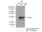 Ribosomal Protein L7 antibody, 14583-1-AP, Proteintech Group, Immunoprecipitation image 