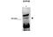 Exophilin 5 antibody, PA5-42176, Invitrogen Antibodies, Western Blot image 