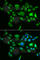 DNA polymerase subunit gamma-2, mitochondrial antibody, A6695, ABclonal Technology, Immunofluorescence image 
