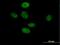 TLE Family Member 3, Transcriptional Corepressor antibody, H00007090-B01P, Novus Biologicals, Immunocytochemistry image 