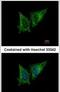 Mitochondrial Ribosomal Protein S23 antibody, PA5-31321, Invitrogen Antibodies, Immunofluorescence image 