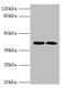 Lipopolysaccharide regulatory protein antibody, orb242525, Biorbyt, Western Blot image 