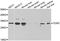 Cyclin C antibody, abx005023, Abbexa, Western Blot image 