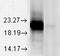 Crystallin Alpha A antibody, TA326437, Origene, Western Blot image 