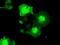 NIMA Related Kinase 6 antibody, NBP1-47865, Novus Biologicals, Immunofluorescence image 
