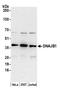 HDJ1 antibody, A305-245A, Bethyl Labs, Western Blot image 