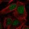 Cytidine Deaminase antibody, HPA064202, Atlas Antibodies, Immunocytochemistry image 