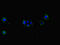 Centrosomal Protein 104 antibody, LS-C679561, Lifespan Biosciences, Immunofluorescence image 