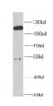 DNA replication licensing factor MCM6 antibody, FNab05061, FineTest, Western Blot image 